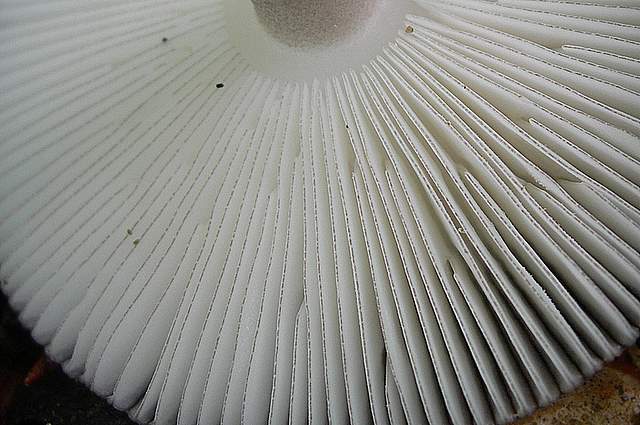 I  Funghi  della  faggeta  calcarea